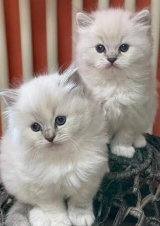 Available kittens