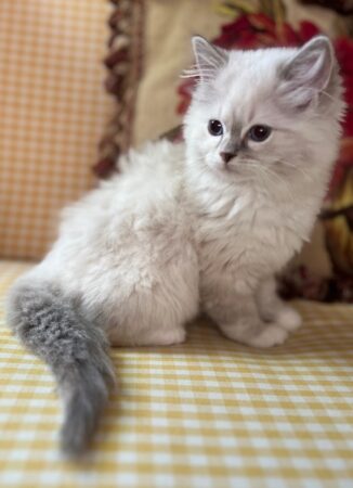 female ragdoll kitten for sale