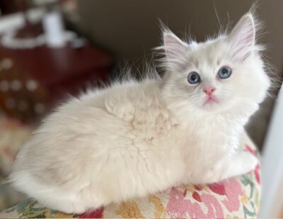 female ragdoll kitten for sale