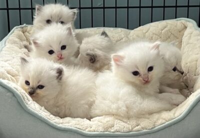 Ragdoll kittens available