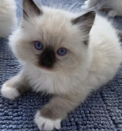 Seal mitted male
