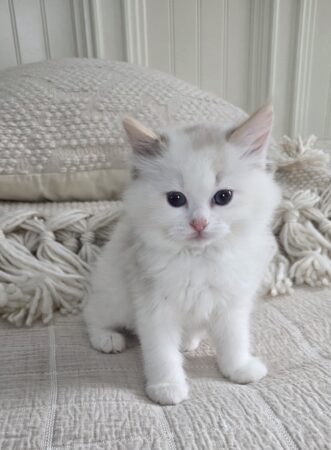 Seal tortie bicolor