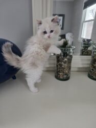 Seal tortie bicolor female